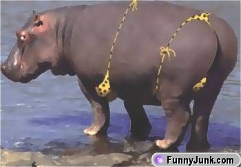 pretty animal