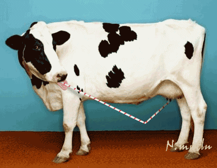 i would like milk